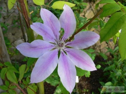 Clematis 'Nelly Moser' -- Waldrebe